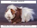 Click image for larger version

Name:	guinea-pig.jpg
Views:	43
Size:	96.2 KB
ID:	374525