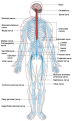 Click image for larger version

Name:	human-nervous-system.png
Views:	8
Size:	175.8 KB
ID:	376964