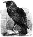 Click image for larger version

Name:	234-The-Raven-Corvus-Corax-q75-1102x1238.jpg
Views:	19
Size:	410.2 KB
ID:	378114